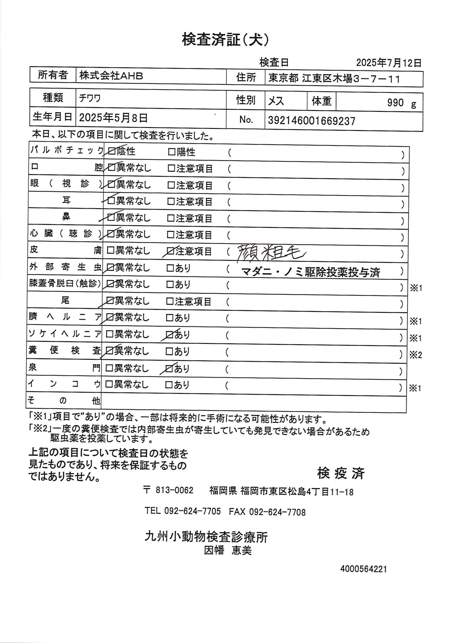 チワワ