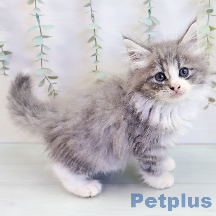 ノルウェージャンフォレストキャット