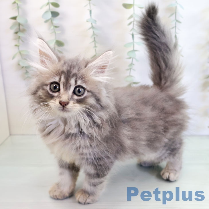 ノルウェージャンフォレストキャット
