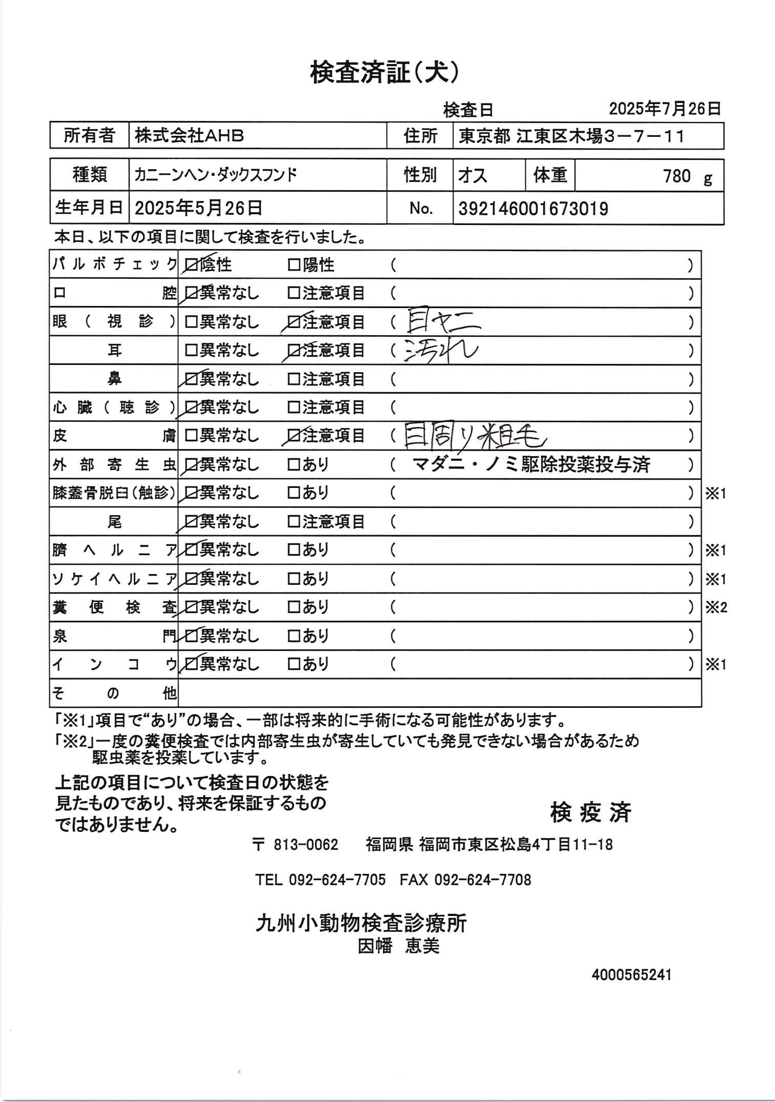カニーンヘン・ダックスフンド