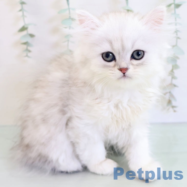 ペルシャ