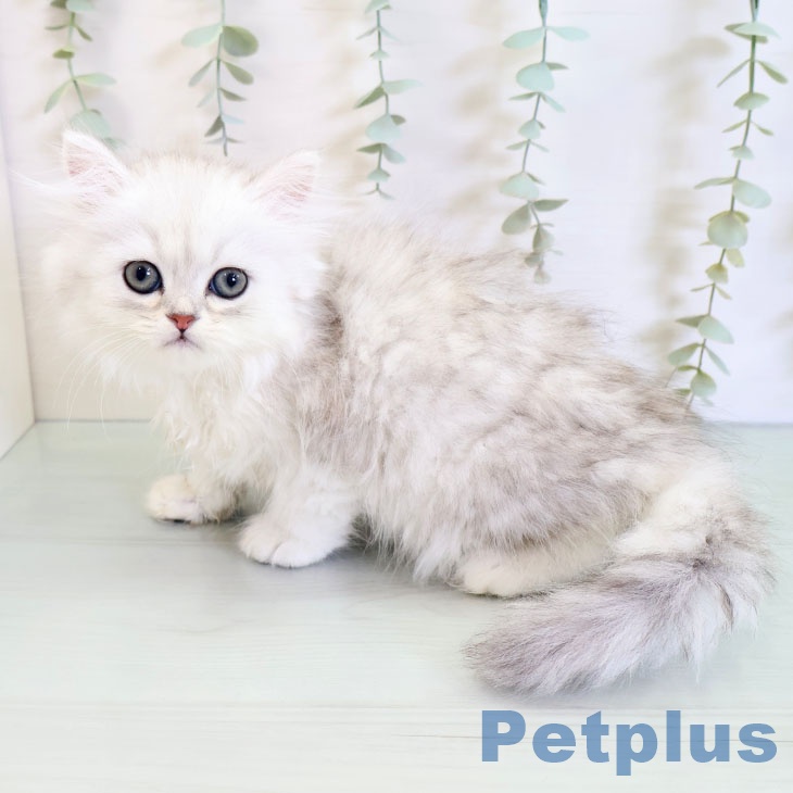 ペルシャ