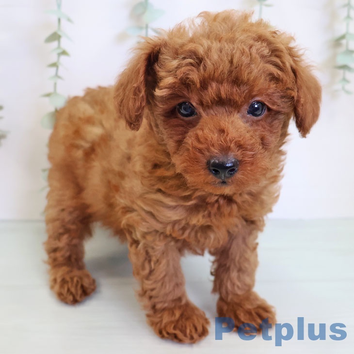 鹿児島県のトイプードル(トイ) (ペットプラス姶良店/2025年6月6日生まれ/男の子/レッド)の子犬の1枚目の画像