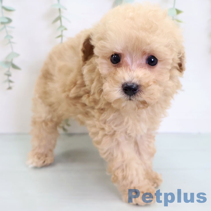 長崎県のトイプードル(トイ) (ペットプラス長崎店/2025年6月11日生まれ/男の子/クリーム)の子犬