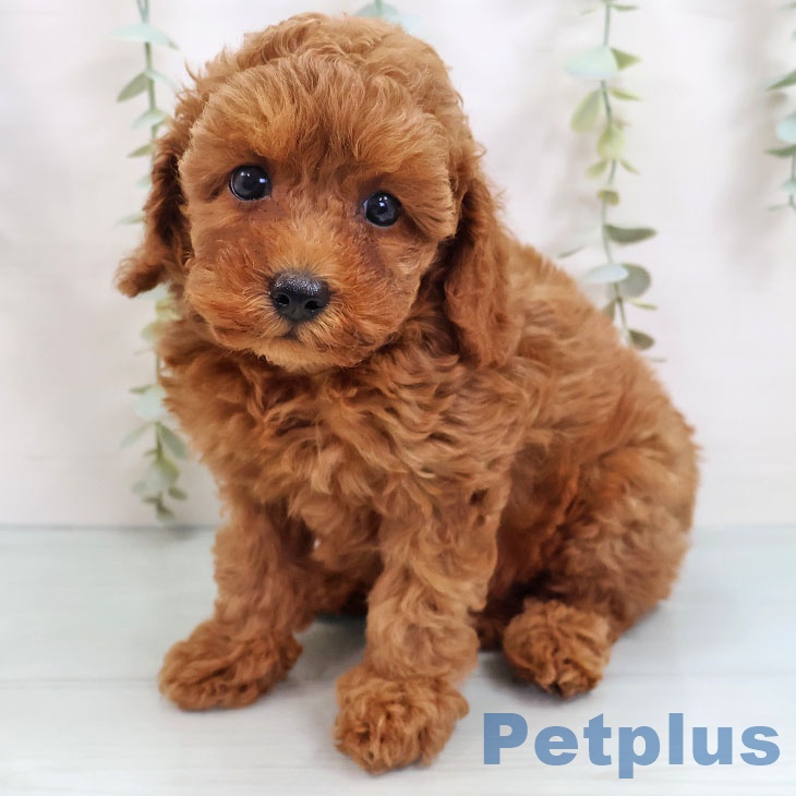 福岡県のトイプードル(トイ) (ペットプラス黒崎店/2025年6月12日生まれ/男の子/レッド)の子犬
