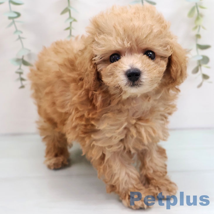 トイ・プードル