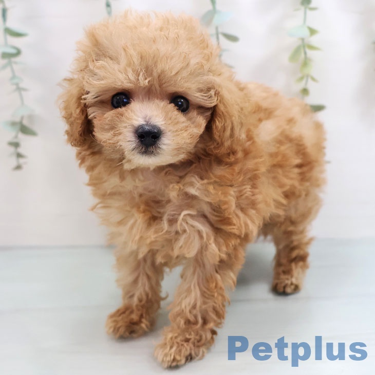 トイ・プードル