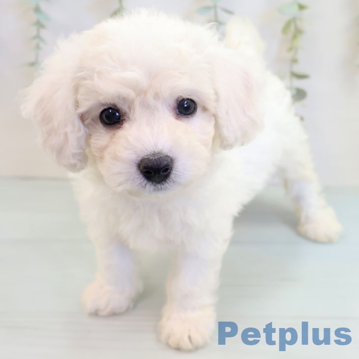 長崎県のビションフリーゼ (ペットプラス長崎店/2025年6月19日生まれ/女の子/ホワイト)の子犬
