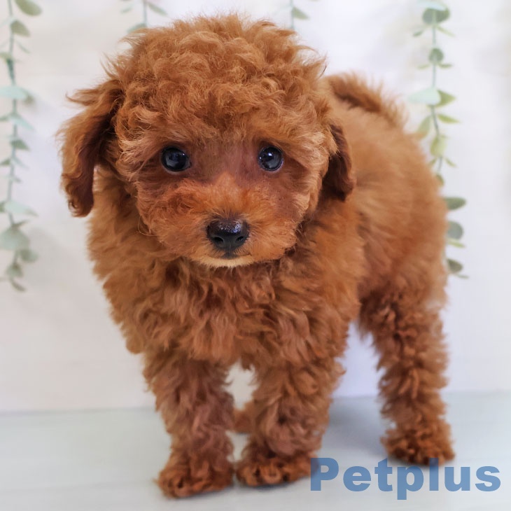熊本県のトイプードル(トイ) (ペットプラス熊本店/2025年6月20日生まれ/男の子/レッドフォーン)の子犬