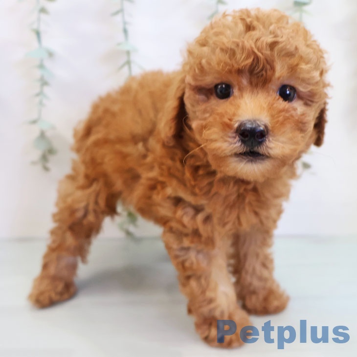 長崎県のトイプードル(トイ) (ペットプラス長崎店/2025年6月20日生まれ/男の子/レッド)の子犬