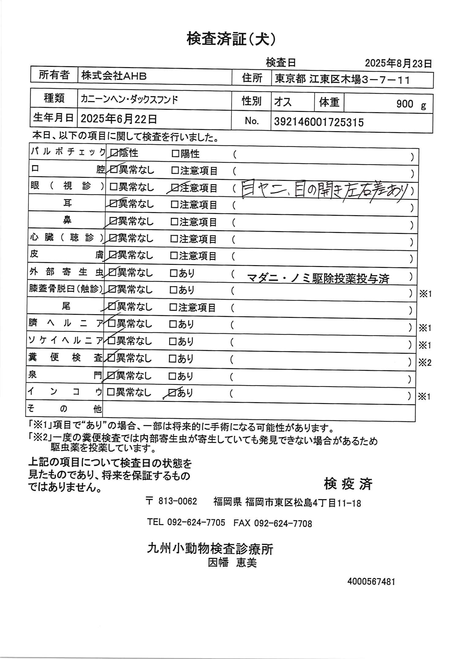 カニーンヘン・ダックスフンド