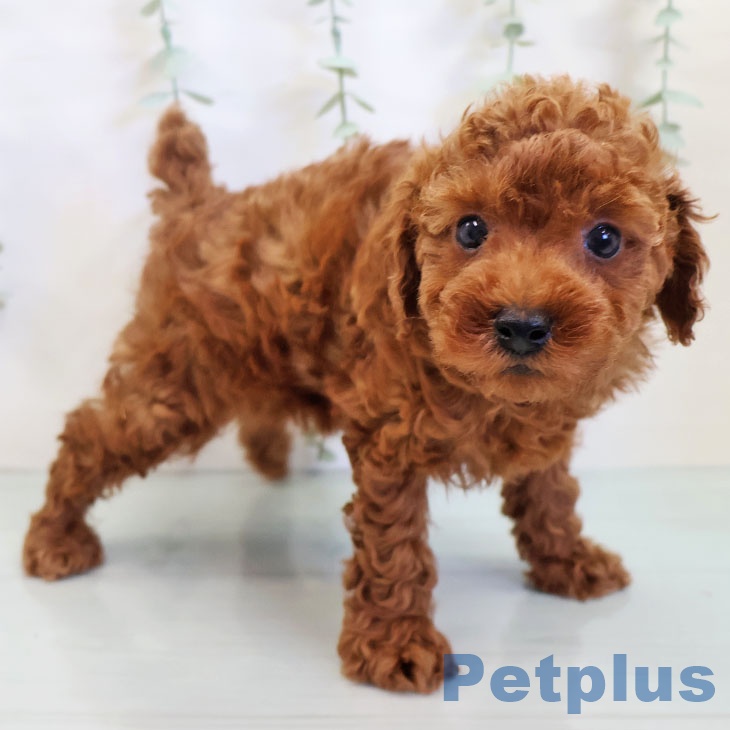 鹿児島県のトイプードル(トイ) (ペットプラス姶良店/2025年7月8日生まれ/男の子/レッド)の子犬