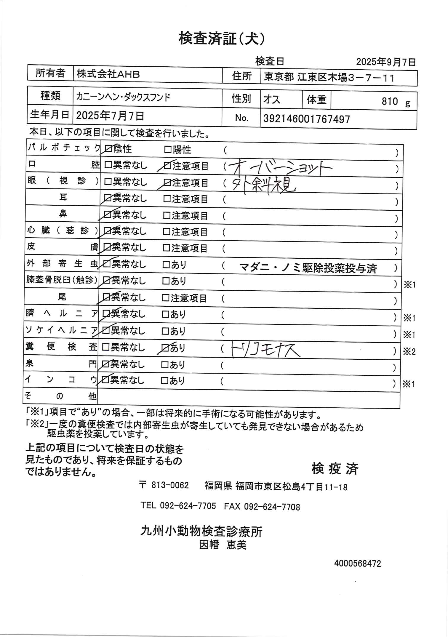 カニーンヘン・ダックスフンド