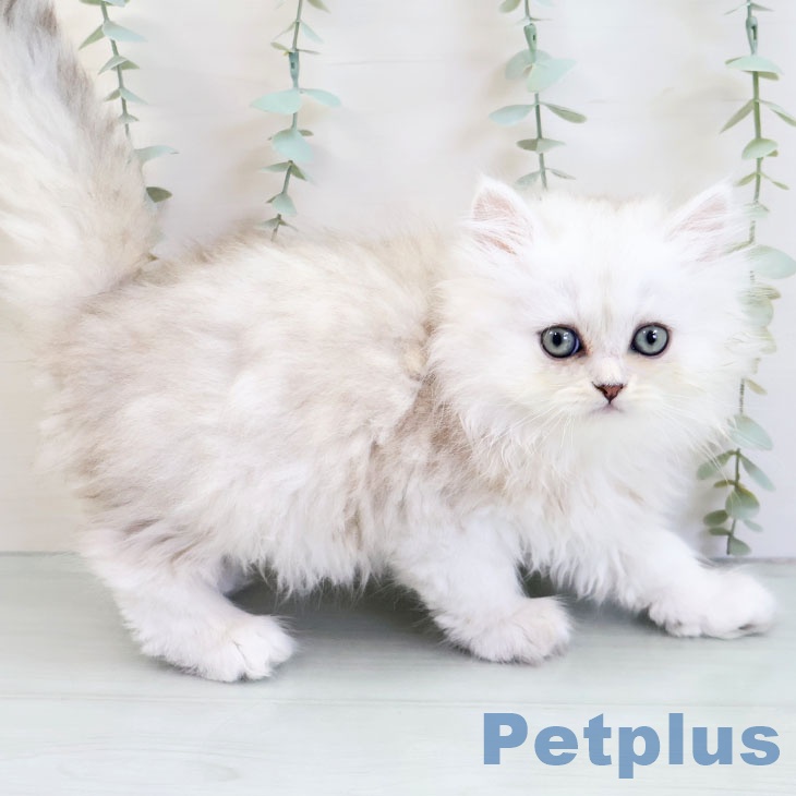 ペルシャ