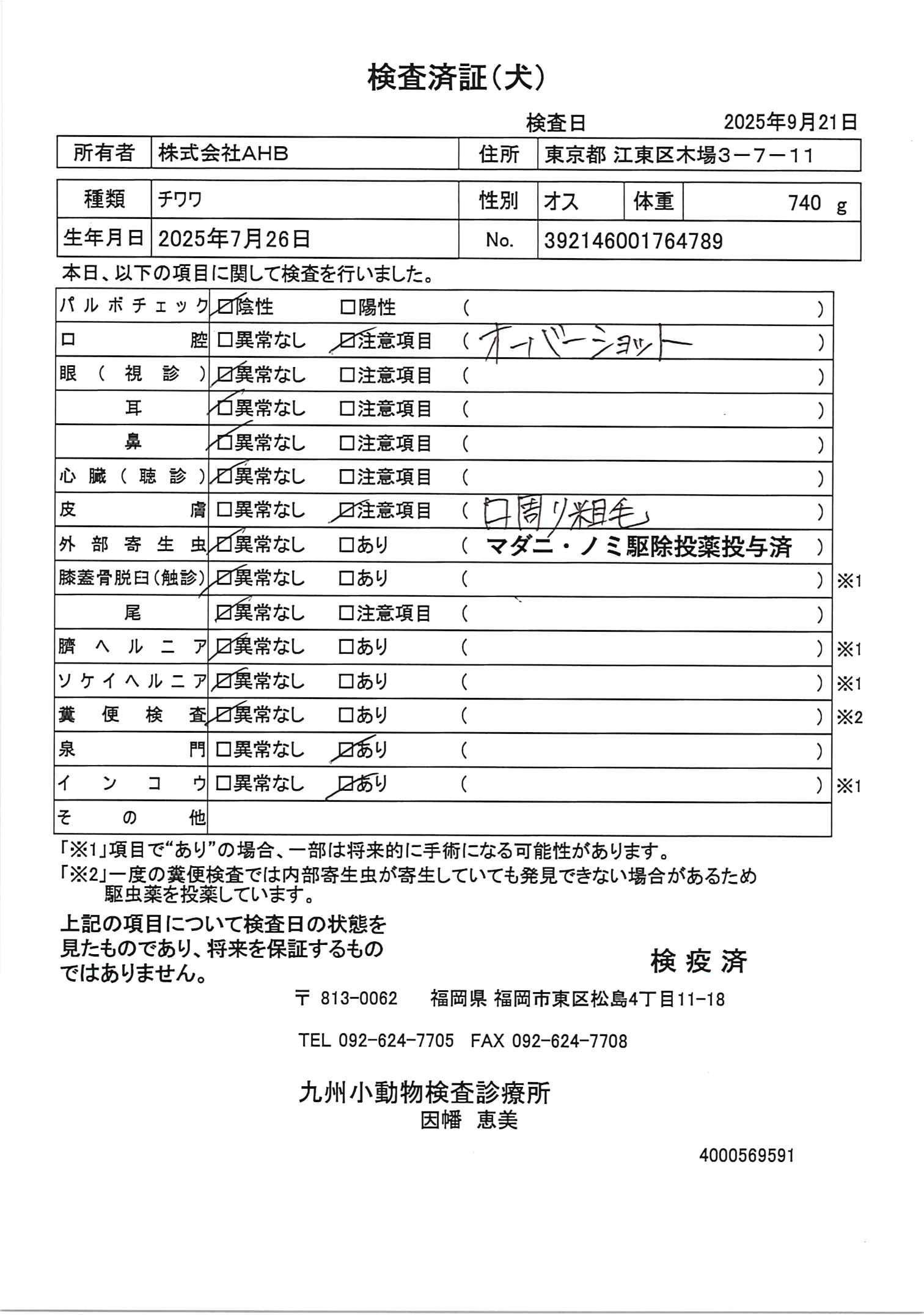 チワワ