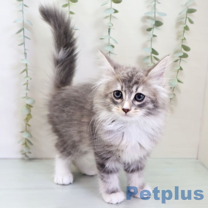 ノルウェージャンフォレストキャット