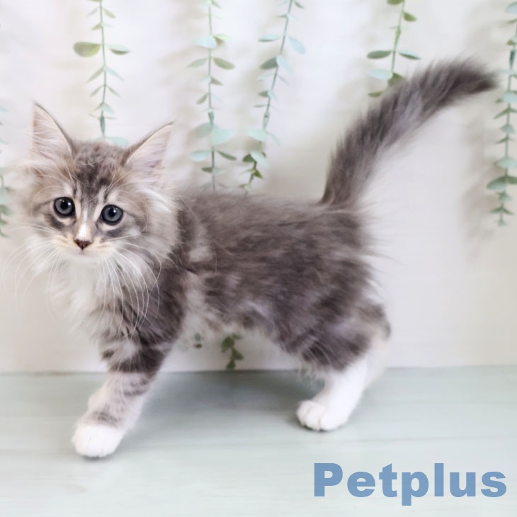 ノルウェージャンフォレストキャットの写真2