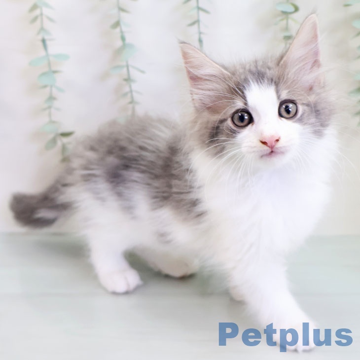 ノルウェージャンフォレストキャット