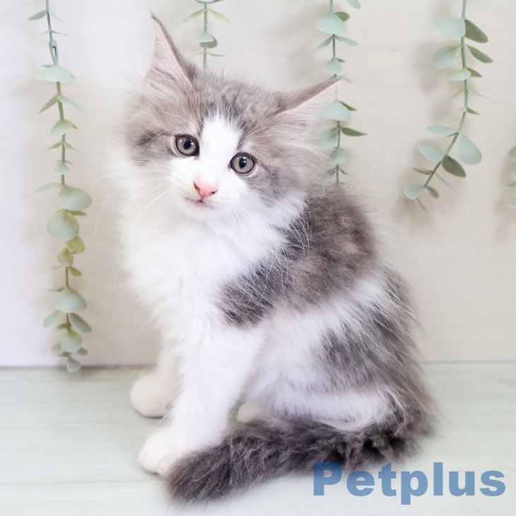 ノルウェージャンフォレストキャットの写真2