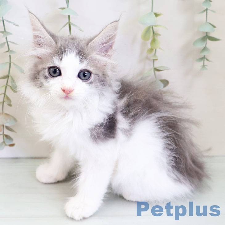 ノルウェージャンフォレストキャット