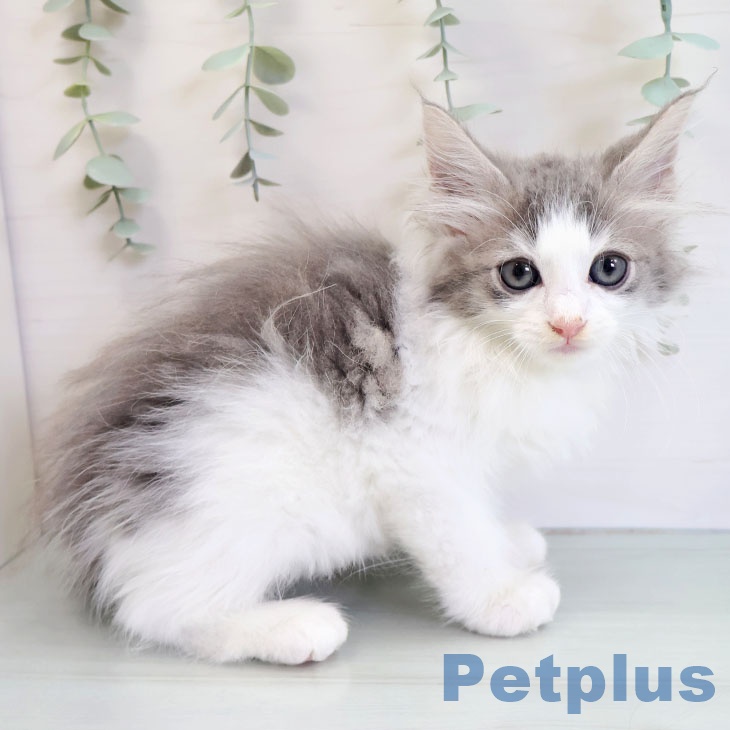 ノルウェージャンフォレストキャットの写真2