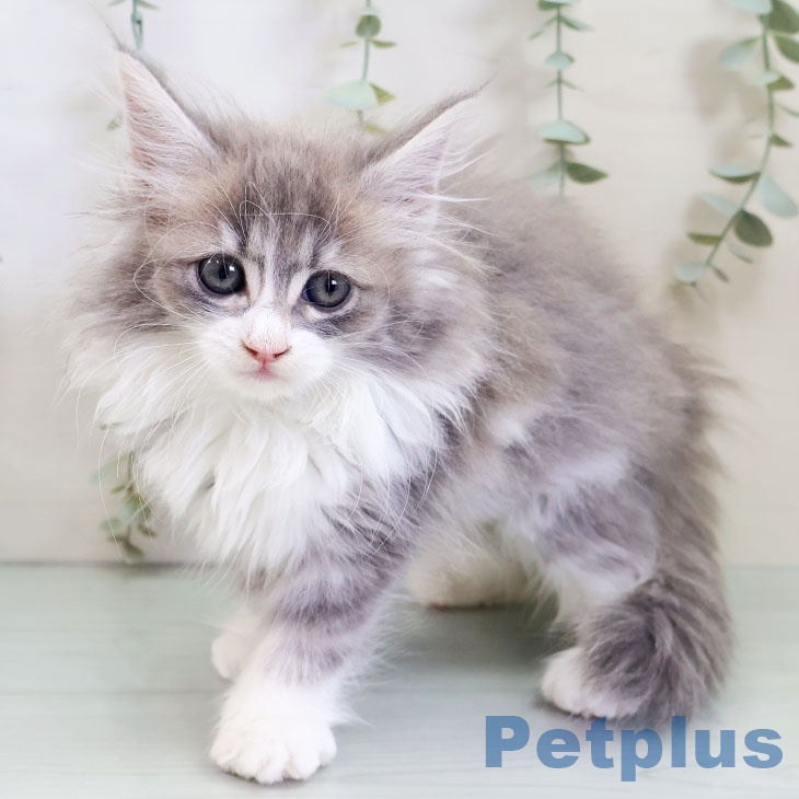 ノルウェージャンフォレストキャット