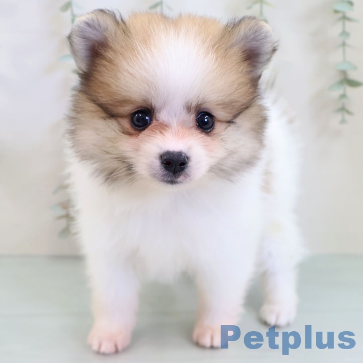 福岡県のポメラニアン (ペットプラス春日店/2025年8月1日生まれ/男の子/パーティーカラー)の子犬の2枚目の画像