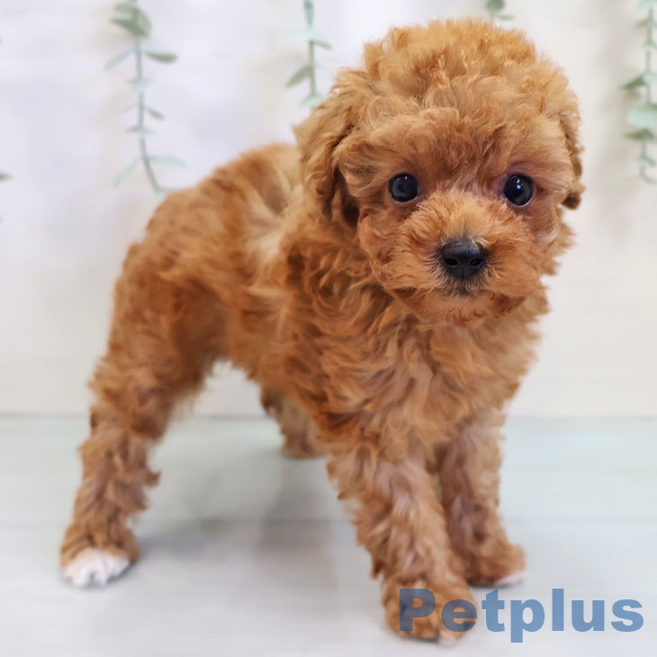 熊本県のトイプードル(トイ) (ペットプラス熊本店/2025年8月13日生まれ/女の子/アプリコット)の子犬