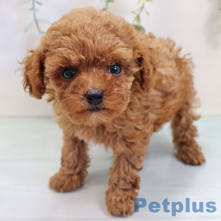 熊本県のトイプードル(トイ) (ペットプラス熊本店/2025年8月12日生まれ/男の子/レッド)の子犬