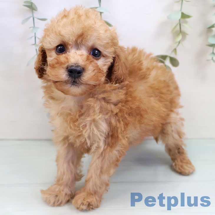 福岡県のトイプードル(トイ) (ペットプラス 福岡店/2025年8月8日生まれ/女の子/アプリコット)の子犬の1枚目の画像