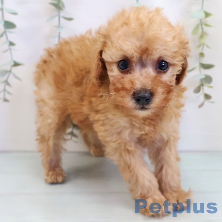福岡県のトイプードル(トイ) (ペットプラス 福岡店/2025年8月8日生まれ/女の子/アプリコット)の子犬の2枚目の画像