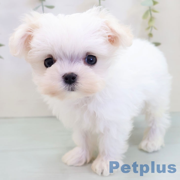 沖縄県のマルチーズ (ペットプラス南風原店/2025年8月12日生まれ/男の子/ホワイト)の子犬