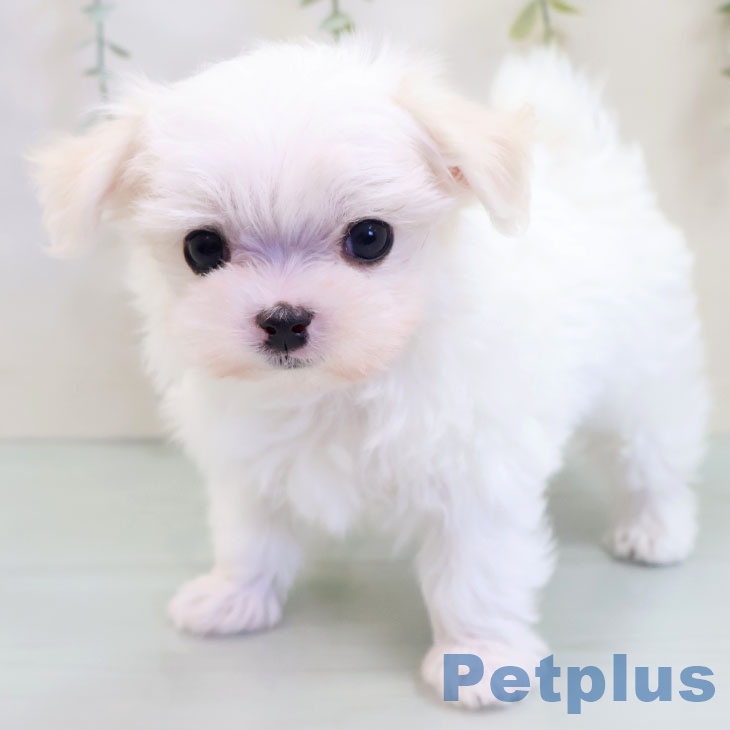 熊本県のマルチーズ (ペットプラス熊本店/2025年8月10日生まれ/男の子/ホワイト)の子犬