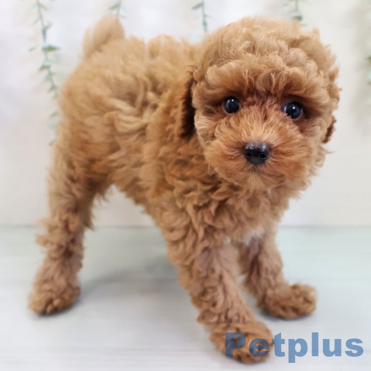 熊本県のトイプードル(トイ) (ペットプラス熊本店/2025年8月13日生まれ/女の子/レッド)の子犬の1枚目の画像