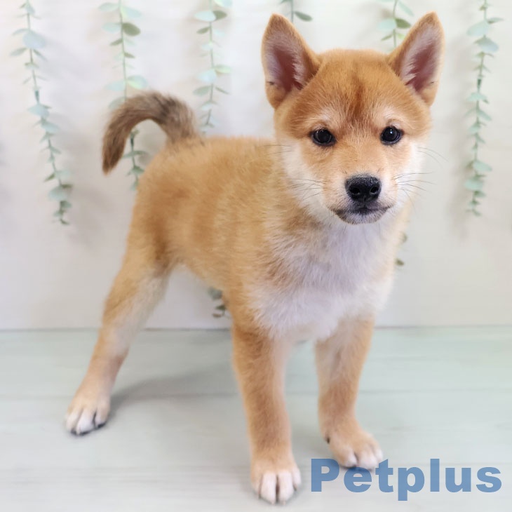 長崎県の柴犬(標準サイズ) (ペットプラス長崎店/2025年8月10日生まれ/男の子/赤)の子犬の1枚目の画像