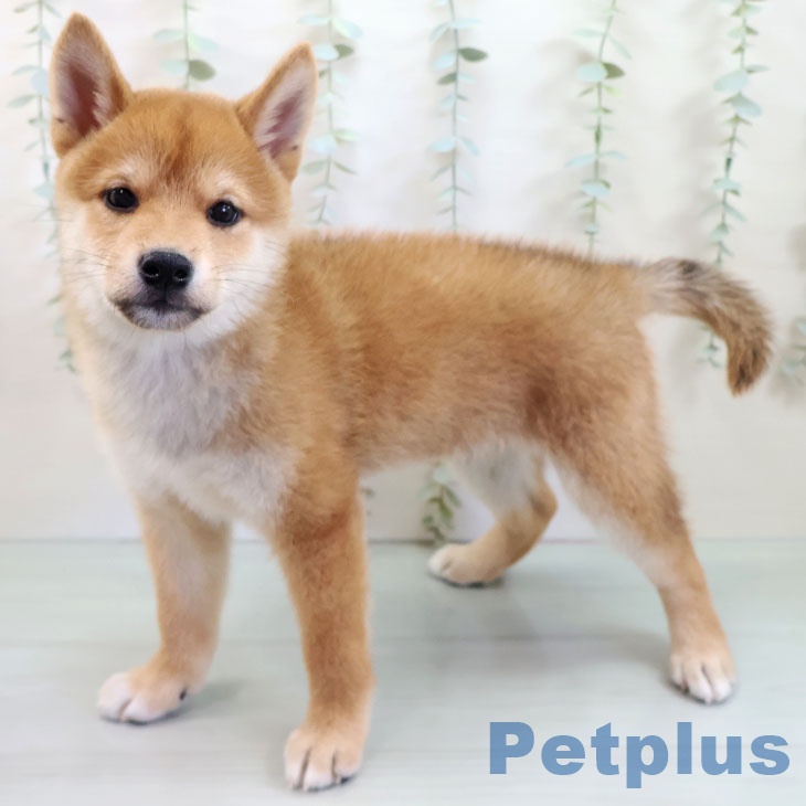 長崎県の柴犬(標準サイズ) (ペットプラス長崎店/2025年8月10日生まれ/男の子/赤)の子犬の2枚目の画像