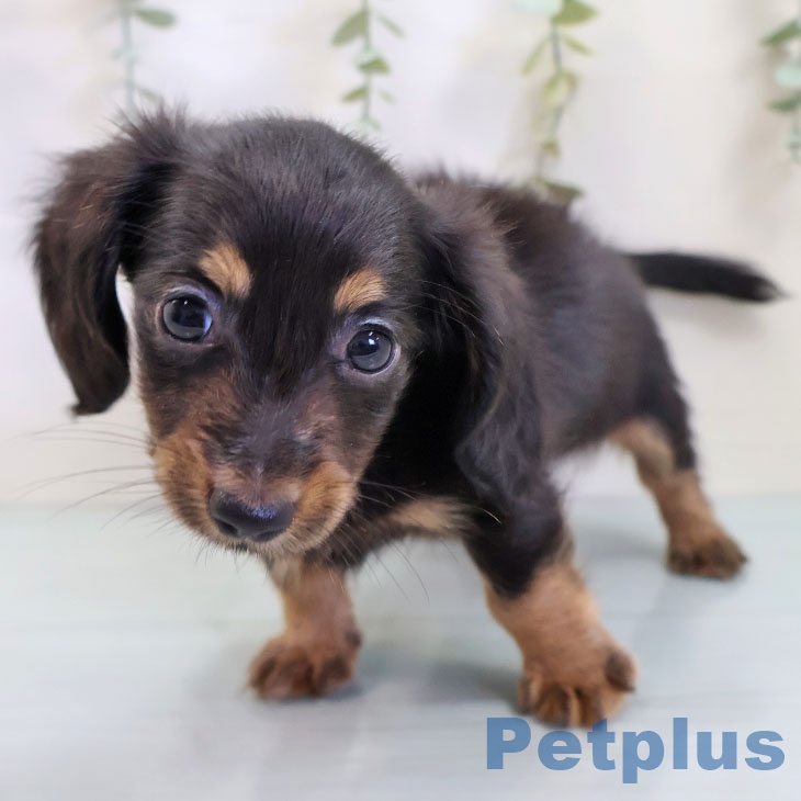 東京都のカニンヘンダックスフンド(ロング) (ペットプラス アクアシティお台場店/2025年8月11日生まれ/男の子/ブラックタン)の子犬の2枚目の画像