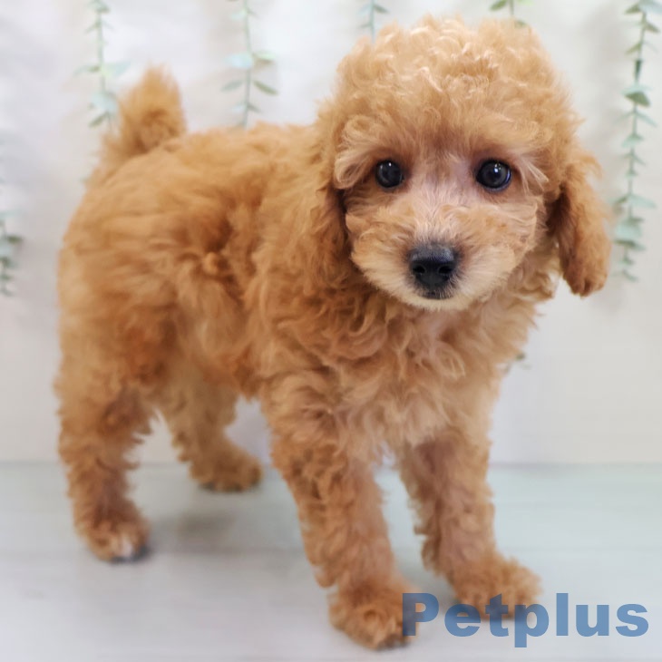 福岡県のトイプードル(トイ) (ペットプラス 春日店/2025年8月13日生まれ/男の子/アプリコット)の子犬の1枚目の画像