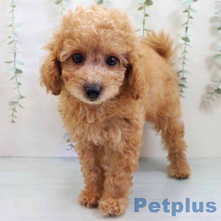 福岡県のトイプードル(トイ) (ペットプラス 春日店/2025年8月13日生まれ/男の子/アプリコット)の子犬の2枚目の画像