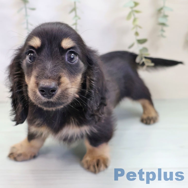 ミニチュア・ダックスフンド