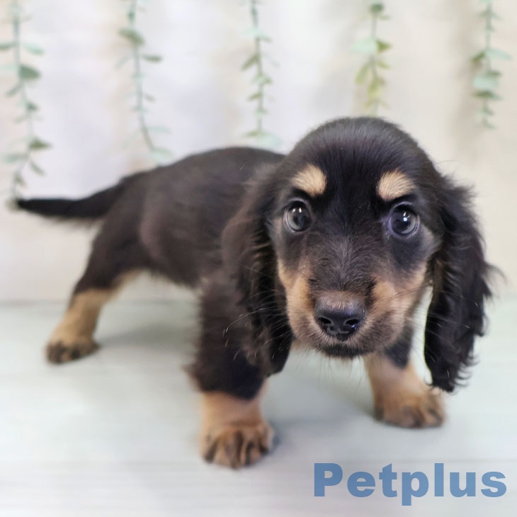 ミニチュア・ダックスフンドの写真2