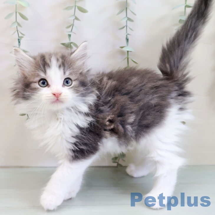ノルウェージャンフォレストキャット