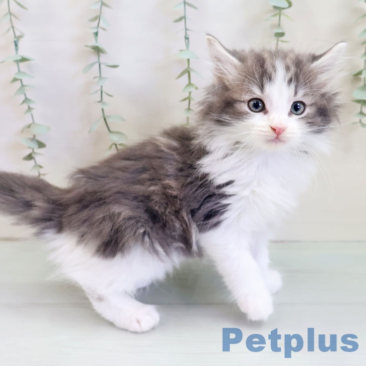ノルウェージャンフォレストキャットの写真2