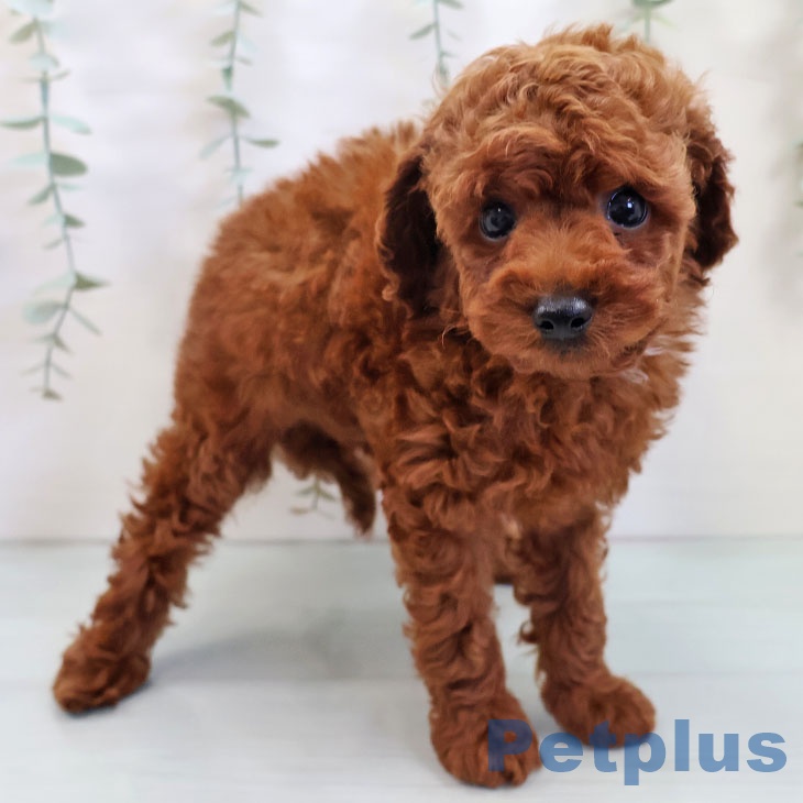 福岡県のトイプードル(トイ) (ペットプラス 黒崎店/2025年8月18日生まれ/男の子/レッド)の子犬の1枚目の画像