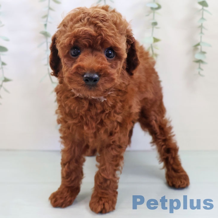 福岡県のトイプードル(トイ) (ペットプラス 黒崎店/2025年8月18日生まれ/男の子/レッド)の子犬の2枚目の画像