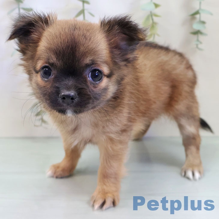 福岡県のチワワ(ロング) (ペットプラス 福岡店/2025年8月12日生まれ/女の子/フォーン)の子犬の1枚目の画像