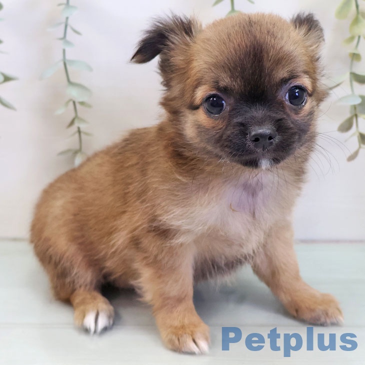 福岡県のチワワ(ロング) (ペットプラス 福岡店/2025年8月12日生まれ/女の子/フォーン)の子犬の2枚目の画像