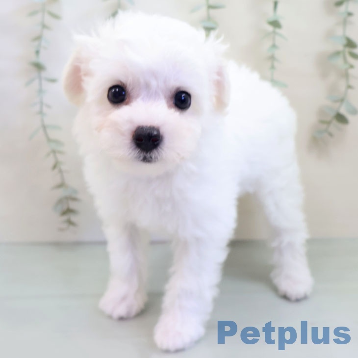 福岡県のビションフリーゼ (ペットプラス 八幡東店/2025年8月20日生まれ/女の子/ホワイト)の子犬の1枚目の画像