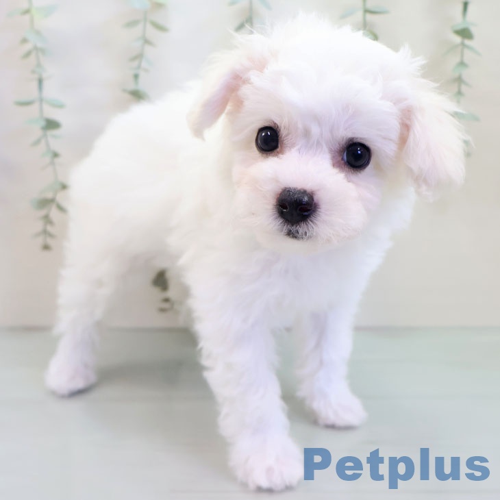 福岡県のビションフリーゼ (ペットプラス 八幡東店/2025年8月20日生まれ/女の子/ホワイト)の子犬の2枚目の画像