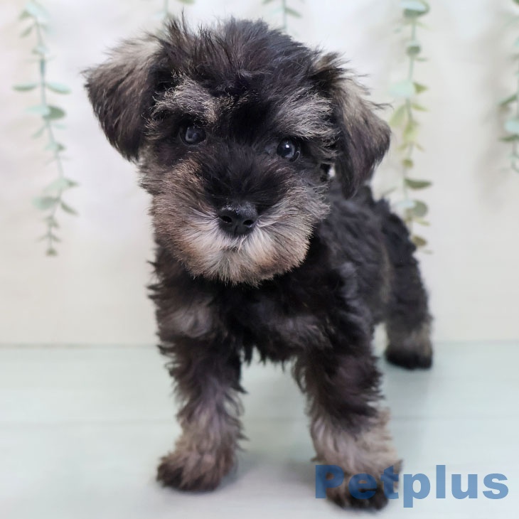 沖縄県のミニチュアシュナウザー (ペットプラス 沖縄ライカム店/2025年8月20日生まれ/男の子/ソルトペッパー)の子犬の1枚目の画像